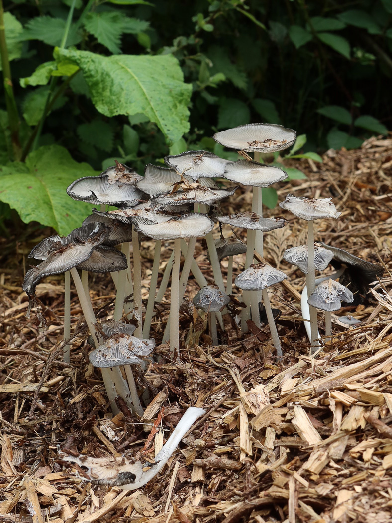 Coprinopsis lagopus  by Claire Williams